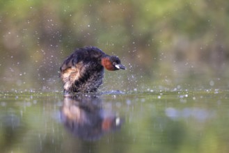 Little Grebe (Tachybaptus ruficollis), North Rhine-Westphalia, Germany
