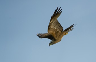 Black Kite (Milvus migrans) flying, Mecklenburg-Western Pomerania, Germany