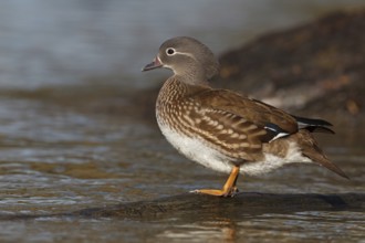 Mandarin Duck (Aix galericulata), Baden-Wuerttemberg, Germany