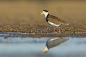 Masked Lapwing (Vanellus miles), Victoria, Australia