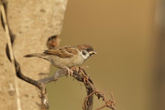 Eurasian Tree Sparrow (Passer montanus) juvenile, Bueng Boraphet, Thailand