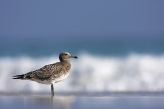 Sooty Gull (Ichthyaetus hemprichii), Oman