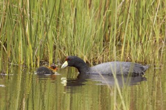 Andean Coot (Fulica ardesiaca) juvenile, Ecuador