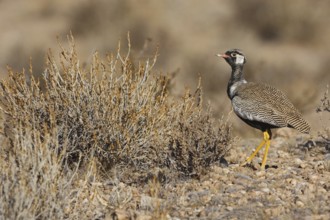 Northern Black Korhaan (Afrotis afraoides) male, Northern Cape, South Africa