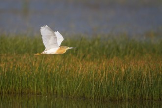 Squacco Heron (Ardeola ralloides) flying, Greece