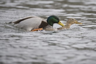 Mallard (Anas platyrhynchos), Lower Saxony, Germany