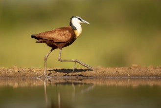 African Jacana (Actophilornis africanus), South Africa