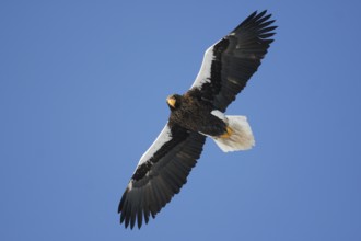 Steller's Sea Eagle (Haliaeetus pelagicus) flying, Hokkaido, Japan