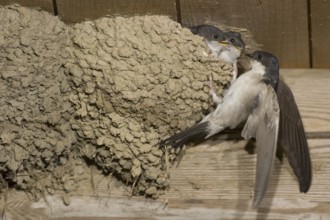 Common House Martin (Delichon urbicum), Saxony, Germany