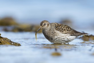 Purple Sandpiper (Calidris maritima) foraging, Iceland