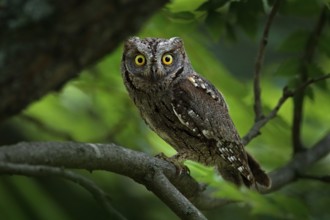 Common Scops Owl, Otus scops, little owl in the nature habitat, sitting on the green spruce tree