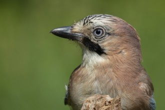 Eurasian Jay (Garrulus glandarius), Lower Saxony, Germany