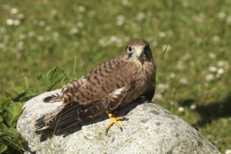 Common Kestrel (Falco tinnunculus) juvenile, Lower Saxony, Germany