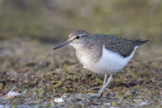 Common Sandpiper (Actitis hypoleucos), North Rhine-Westphalia, Germany