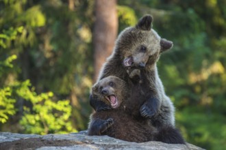 Eurasian Brown Bear (Ursus arctos) two fighting in forest, Finland