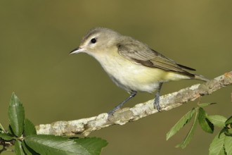 Warbling Vireo (Vireo gilvus), Texas, USA
