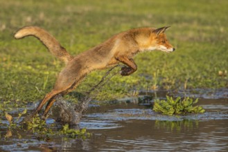 Red Fox (Vulpes vulpes) jumping and hunting in pond, Netherlands