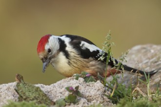 Middle Spotted Woodpecker (Dendrocoptes medius), Rhineland-Palatinate, Germany