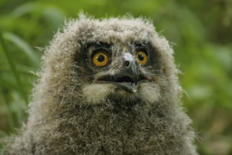 Eurasian Eagle-Owl (Bubo bubo) juvenile, Brandenburg, Germany