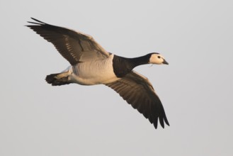 Barnacle Goose (Branta leucopsis), North Rhine-Westphalia, Germany