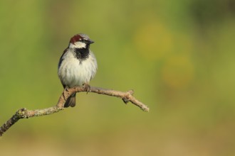 House Sparrow (Passer domesticus) male, Andalusia, Spain