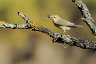 Melodious Warbler (Hippolais polyglotta) juvenile with fly in beak, Andalusia, Spain