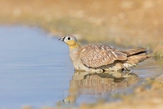 Kronenflughuhn, Crowned Sandgrouse, Pterocles coronatus, Ganga couronné, Ganga Coronada