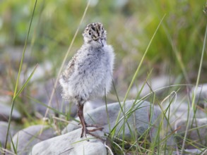 Purple Sandpiper (Calidris maritima) chick, Spitsbergen, Norway