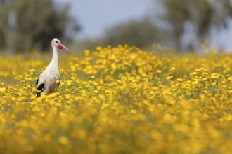 Weißstorch, White Stork, Ciconia ciconia, Cigogne blanche, Cigüeña Blanca, Cigüeña Común