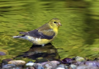American Goldfinch, Carduelis tristis, bathes in a backyard pond in Saskatoon, Saskatchewan