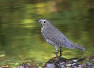A Swainson's Thrush, Catharus ustulatus, in a backyard pond in Saskatoon, Saskatchewan