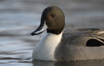 Spiessente (Anas acuta), Pintail, Maennchen, Erpel, Portrait, Februar, Oberhausen, Ruhrgebiet,