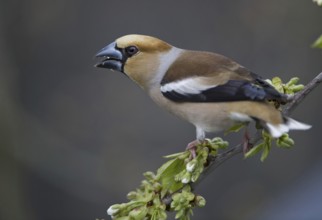 Hawfinch (Coccothraustes coccothraustes) male, Saxony, Germany