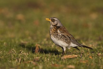Fieldfare (Turdus pilaris)