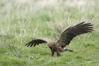 Schreiadler, lat. Aquila pomarina, in Feuchtwiese zu Fuss unterwegs, geöffnete Flügel
