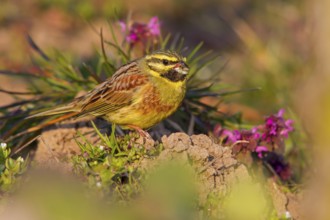 Cirl Bunting (Emberiza cirlus) male, Rhineland-Palatinate, Germany