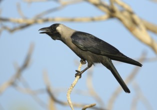 House Crow (Corvus splendens) calling from branch, Mascate, Oman