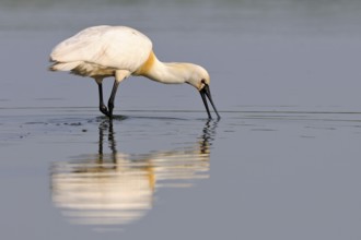 Eurasian Spoonbill (Platalea leucorodia) foraging in shallow water, Netherlands