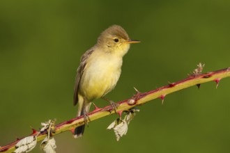 Melodious Warbler (Hippolais polyglotta) male, Rhineland-Palatinate, Germany