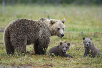 Eurasian Brown Bear (Ursus arctos) mother with two cubs, Karelia, Finland
