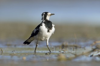 Magpie-Lark (Grallina cyanoleuca) female, Victoria, Australia