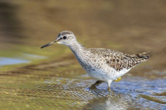 Wood Sandpiper (Tringa glareola) foraging, Greece