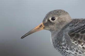 Purple Sandpiper (Calidris maritima), Mecklenburg-Western Pomerania, Germany