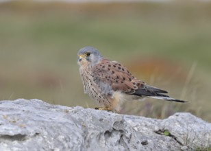 Common Kestrel (Falco tinnunculus) male perched on a rock, Wales, United Kingdom