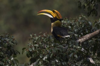Great Hornbill (Buceros bicornis) male, Manas National Park, Bhutan