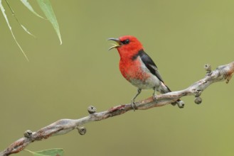 Scarlet Myzomela (Myzomela sanguinolenta) male singing, Victoria, Australia