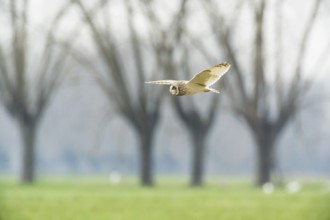 Short-eared Owl (Asio flammeus) flying, Emilia-Romagna, Italy