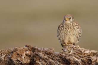 Lesser Kestrel (Falco naumanni), female resting, Castile-La Mancha, Spain