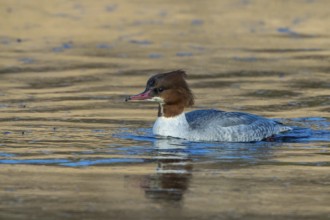 Common Merganser (Mergus merganser) female, Mecklenburg-Western Pomerania, Germany