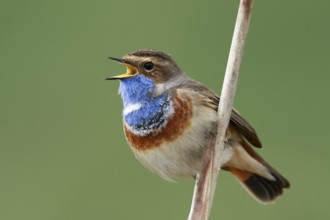 Bluethroat (Luscinia svecica cyanecula) male singing from reed, Netherlands